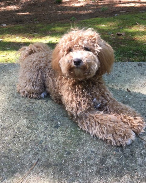 Australian labradoodle hotsell curly fleece coat